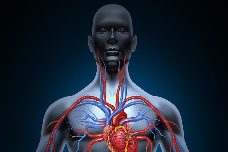Artist rendering of circulatory system inside the upper torso and head.